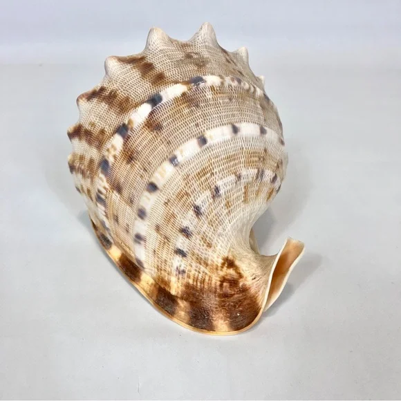 Horned Queens Helmet Classic Cornuta Conch Seashell Ocean Decor - Picture 4 of 5